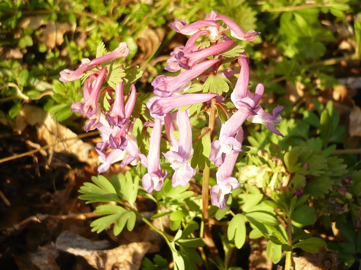 Corydalis solida (Papaveraceae)